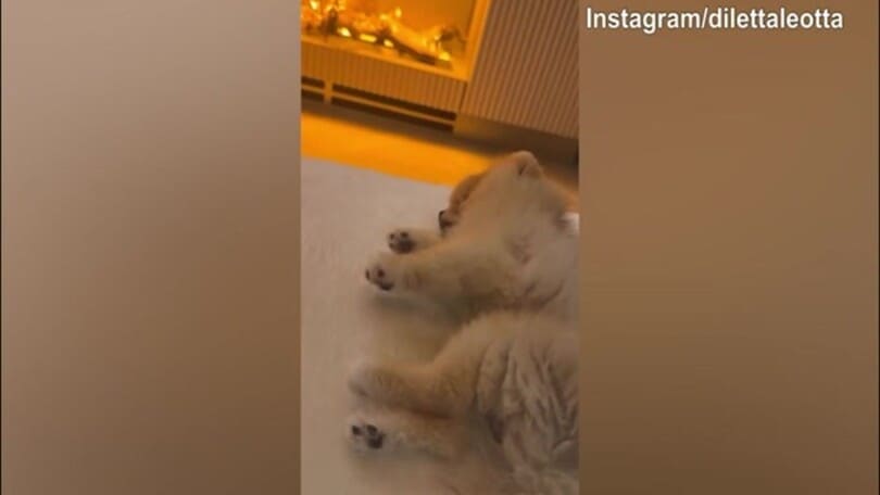 Lillo, ma che fai? La reazione del cane di Diletta è...