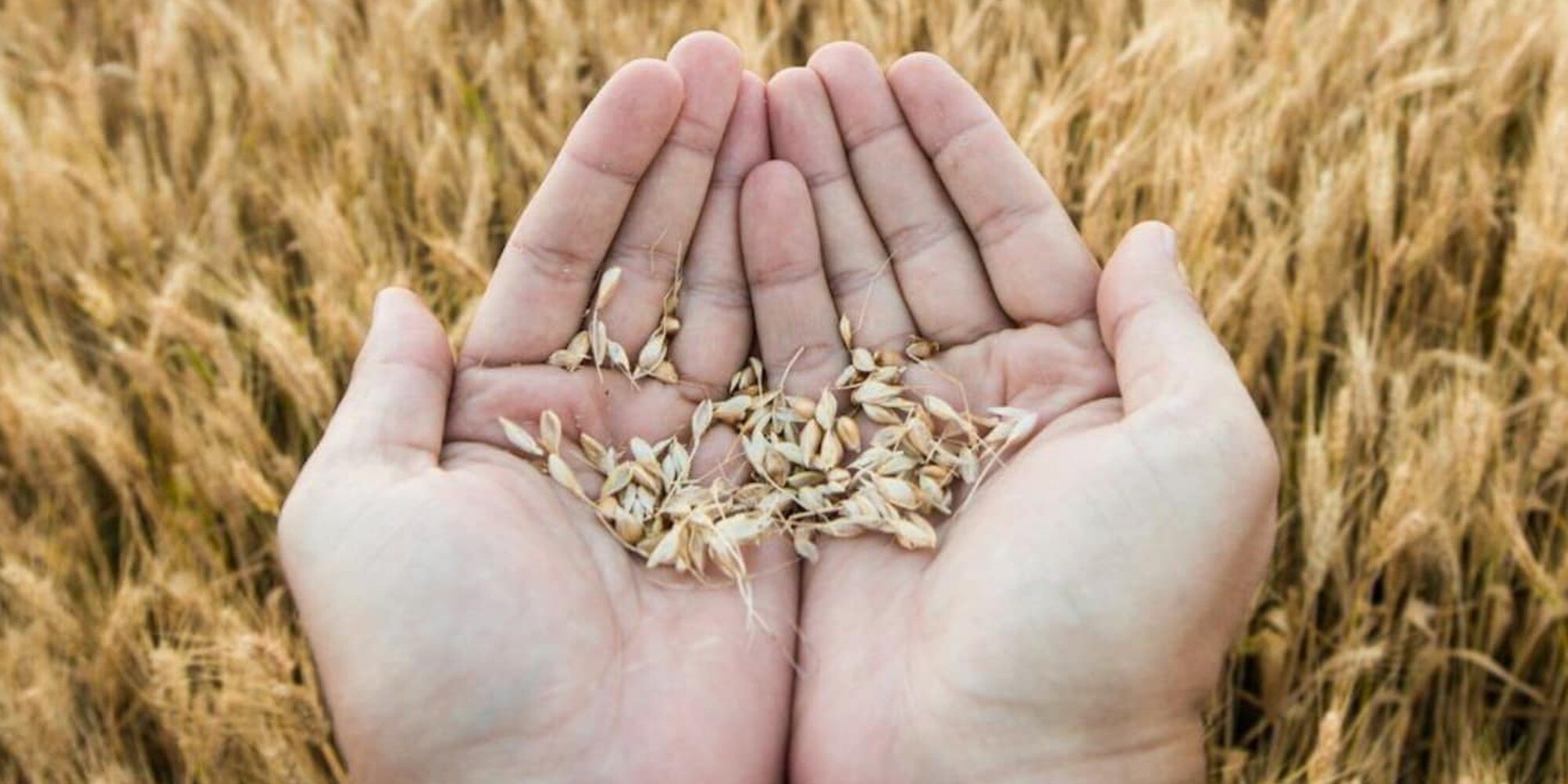 World Durum and Pasta Forum 2024: a Roma si celebra la pasta