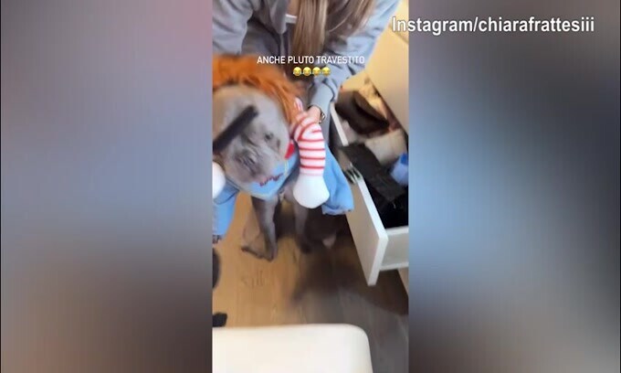 Incredibile: il cane di Chiara Frattesi...non sembra lui!