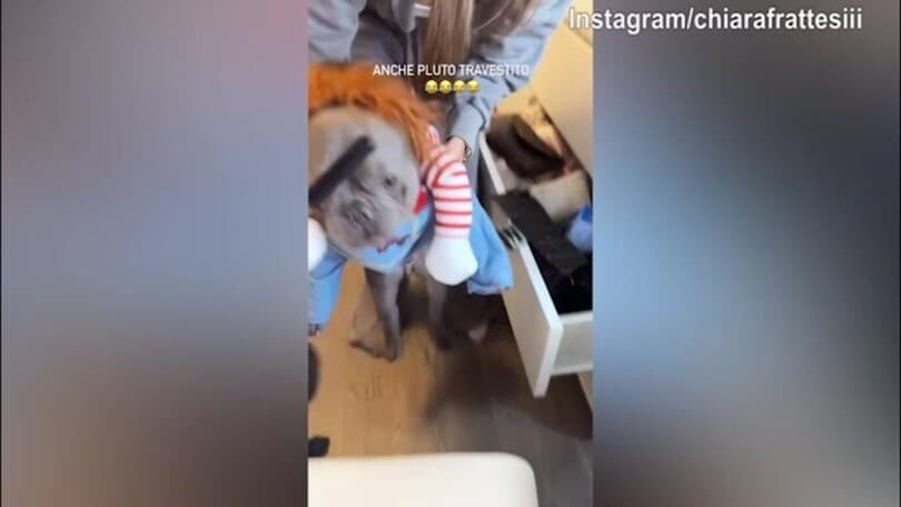 Incredibile: il cane di Chiara Frattesi...non sembra lui!