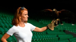 Wimbledon, ecco Rufus: è il falco contro i piccioni