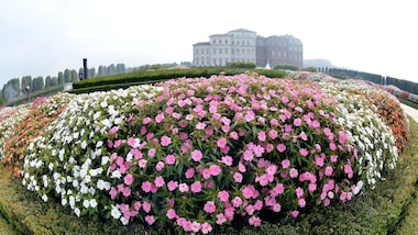 Tutti pazzi per "petaloso"