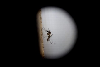 Zika, riscontrato il primo caso a Cuba