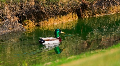 Golf è rispetto del territorio