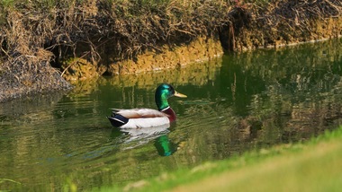 Golf è rispetto del territorio