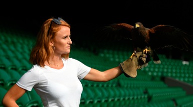 Wimbledon, ecco Rufus: è il falco contro i piccioni