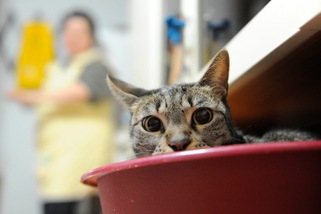 Oggi è l'International Cat Day, la giornata del gatto