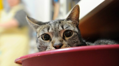 Oggi è l'International Cat Day, la giornata del gatto