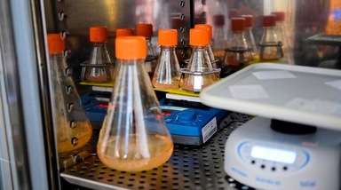 Il Coronavirus viene dai pipistrelli e l'origine risale a 140 anni fa!