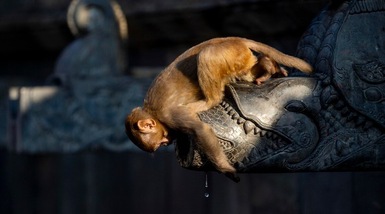 Coronavirus, scimmie rubano campioni per test