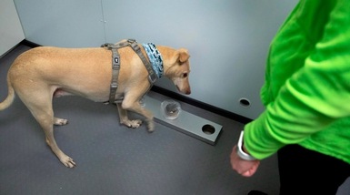 Coronavirus, i cani possono fiutarlo nel sudore