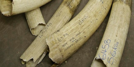 Torino, in casa due zanne d'elefante da 120mila euro: denunciato