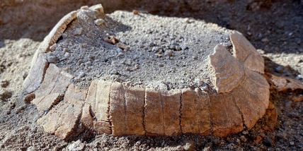 Sorpresa agli scavi di Pompei: trovata una tartaruga di 2mila anni fa!