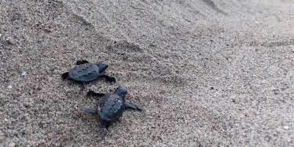 Sorpresa a Ischia: 60 tartarughe nascono tra i bagnanti in spiaggia