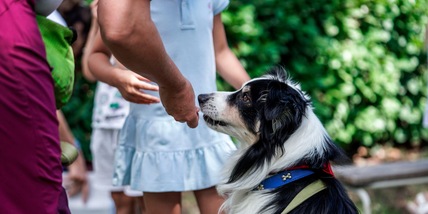 Animali domestici in vacanza: l'80% degli italiani li porta con sé