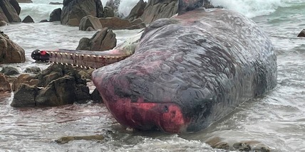 Australia, salvate 32 delle 230 balene spiaggiate in Tasmania