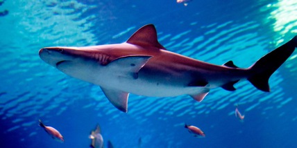 Donna sbranata da uno squalo bianco in acque poco profonde