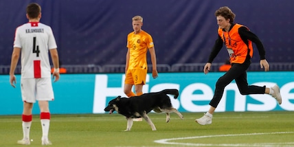 Olanda-Georgia U21, invasione a 4 zampe: cane in campo e partita sospesa