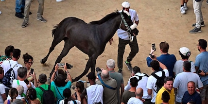 Palio di Siena, vince l'Oca con il cavallo scosso