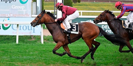 Estrosa, la cavalla di Allegri torna all'Ippodromo di Capannelle: ecco quando