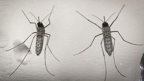 Allarme Zika, c'è la tuta scaccia-zanzare