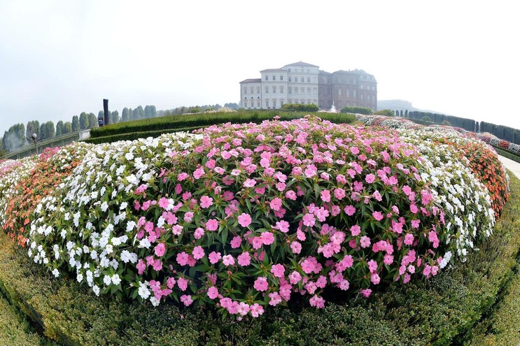 Tutti pazzi per "petaloso"