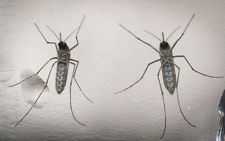 Allarme Zika, c'è la tuta scaccia-zanzare