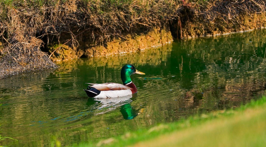 Golf è rispetto del territorio