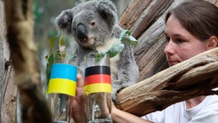 Oobi-Oobi, il Koala che prevede l'Europeo