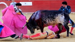 Spagna, torero muore durante la corrida