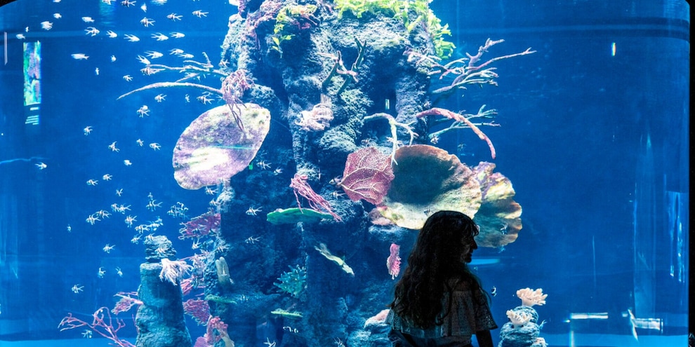 Perché le femmine di polipo si mutilano e autodistruggono