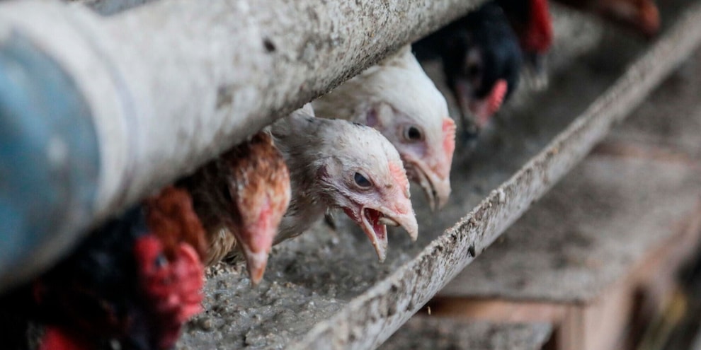 Influenza aviaria in Francia: abbattuti 8mila volatili