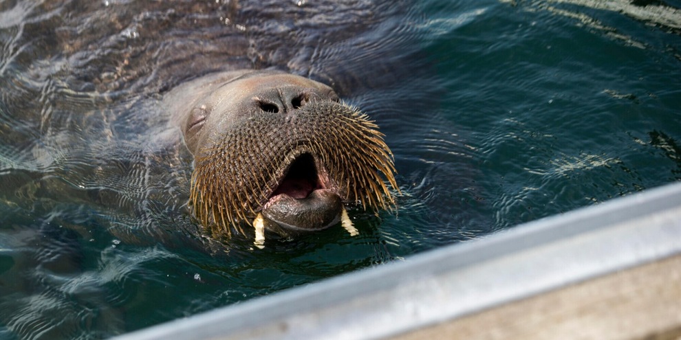 Norvegia: abbattuto il tricheco-star Freya