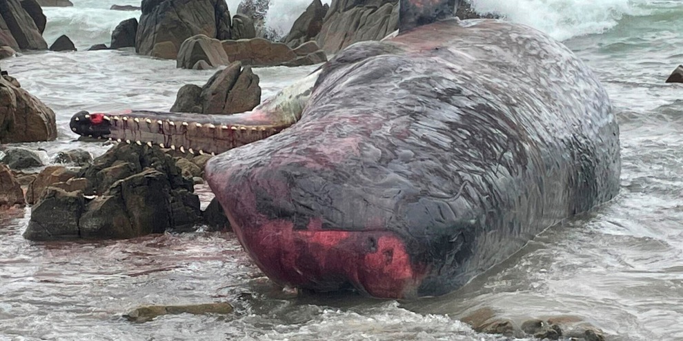 Australia, salvate 32 delle 230 balene spiaggiate in Tasmania