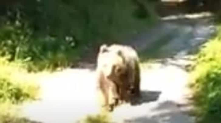 Trentino, incontra un orso: "L'ho tratto come un cane"