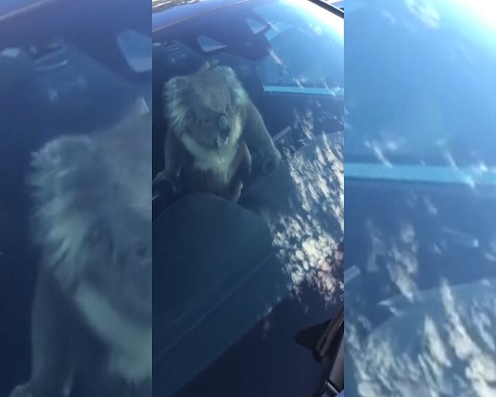 Koala al volante pericolo costante!