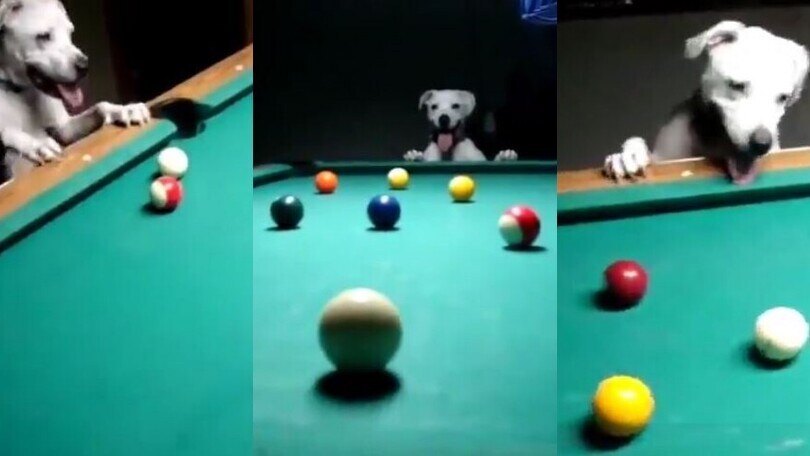 Il cane le imbuca tutte: il video è incredibile