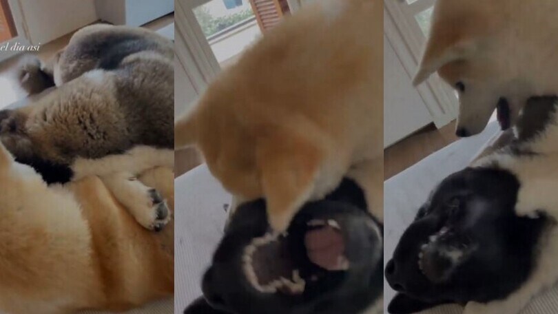 Lady Dybala e i cani: "Tutto il giorno così..."