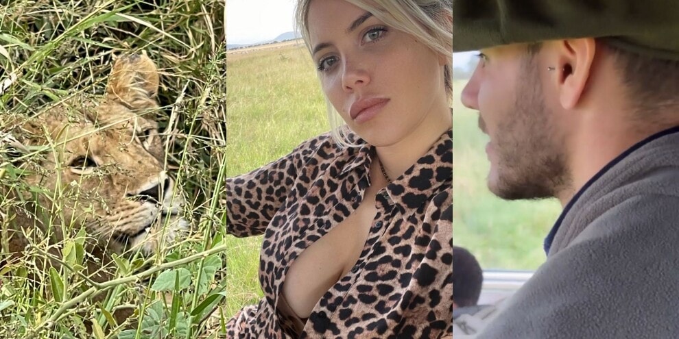 Lady Icardi, l'incontro ravvicinato con una leonessa in Africa