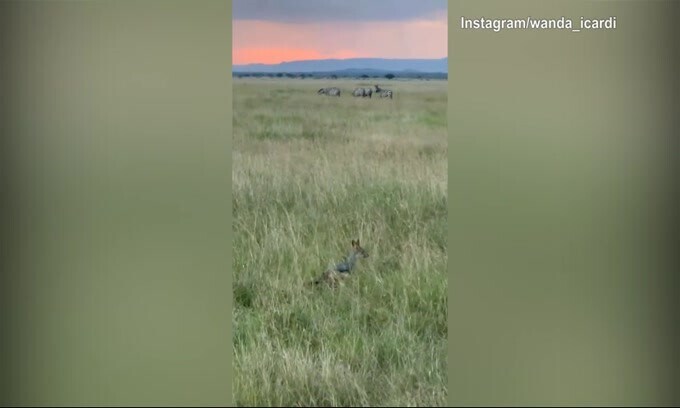Wanda e Icardi, safari da sogno in Tanzania