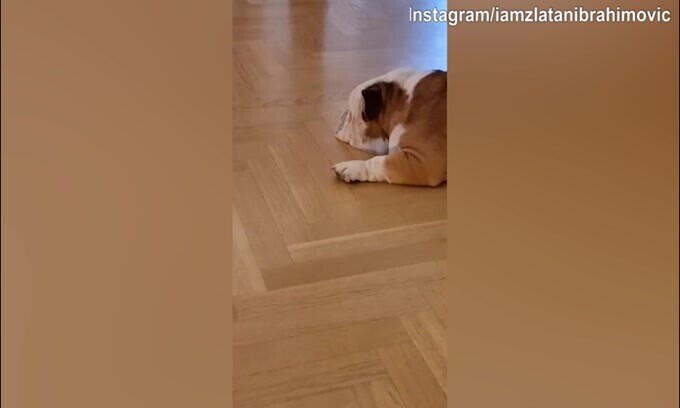 Ibra e il cane, la battaglia continua