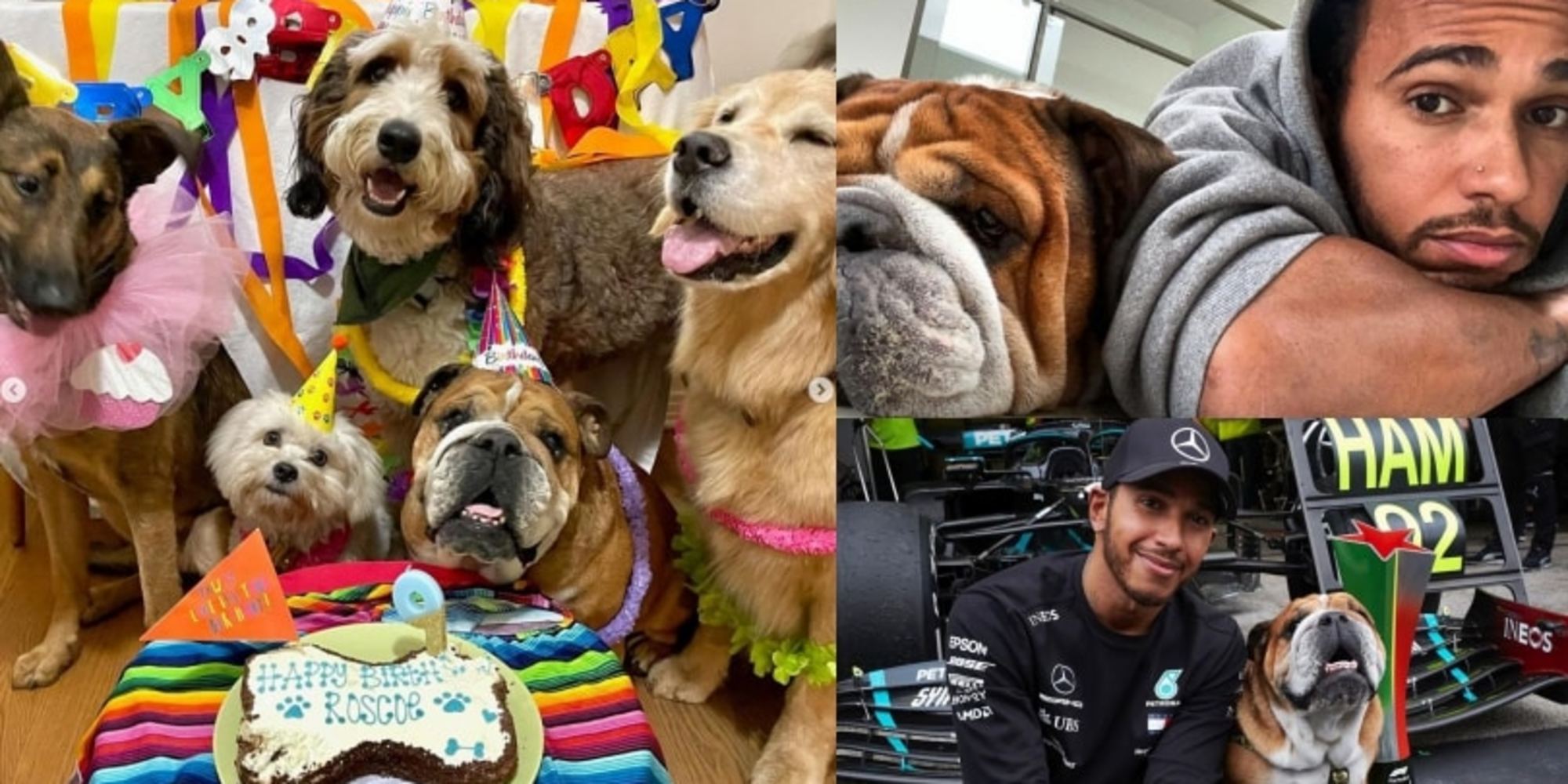 Hamilton, super party a quattro zampe per il compleanno del suo Roscoe!