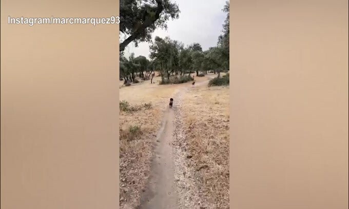 Marquez sorride: "Oggi passeggiata con i cani.."