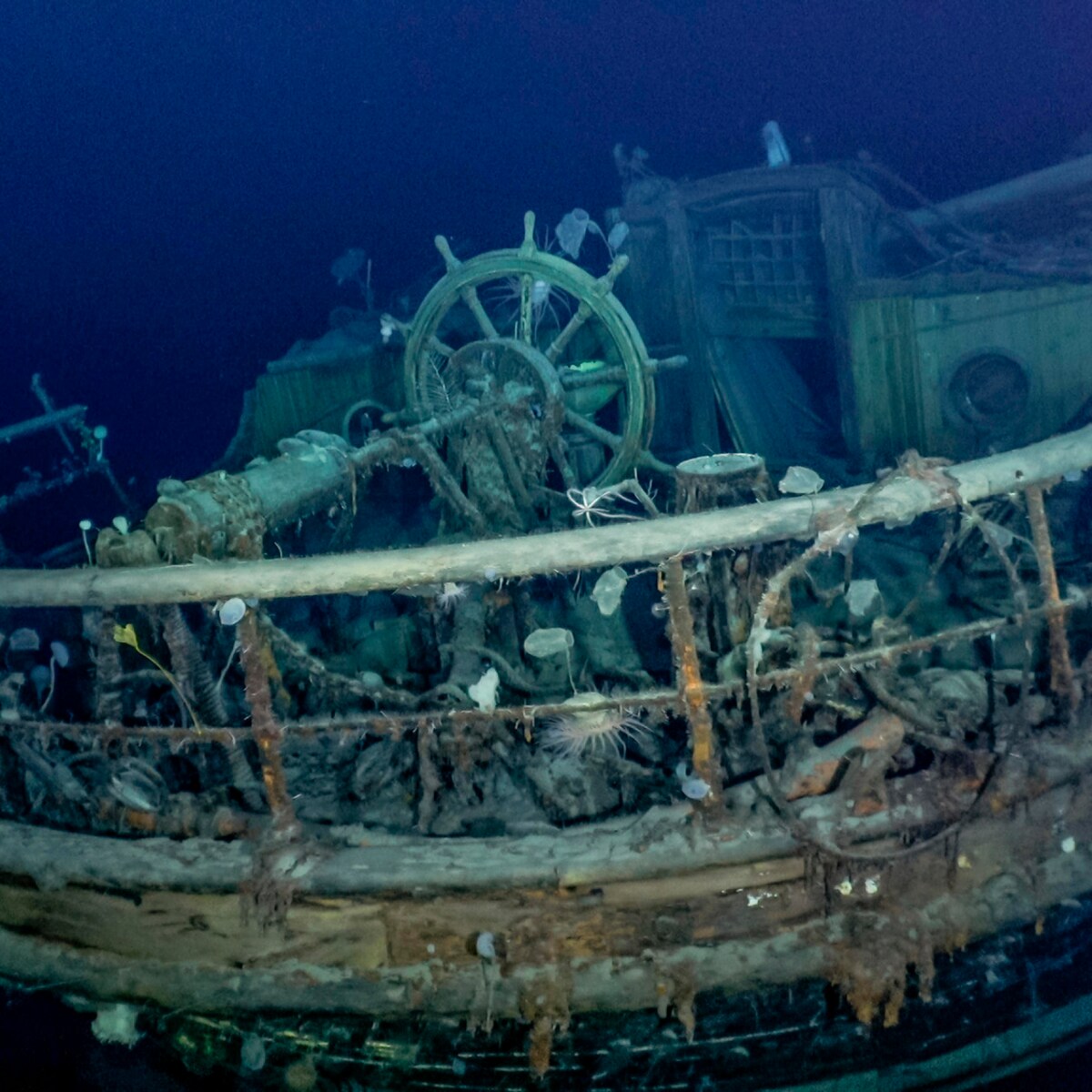 44 citazioni ispiratrici su un roditore sudamericano