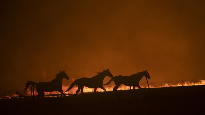 L'Australia post-incendi: al via il progetto di "citizen science"