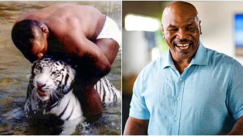 Tyson e la sua tigre, storia choc: "Strappò il braccio a una donna"