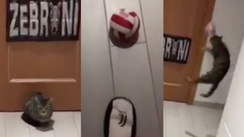 Il gatto para tutto: “Buffon c’è!”