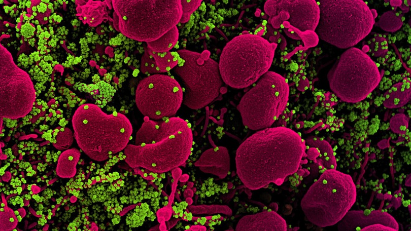 Dalla Cina: "Coronavirus, maggiore diffusione tra i 5 e i 15 gradi. In autunno nuova ondata"