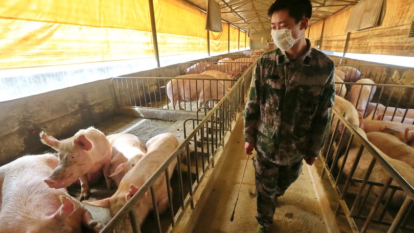 Cina, scoperto nuovo virus: "Simile all'Influenza suina, dobbiamo monitorarlo"