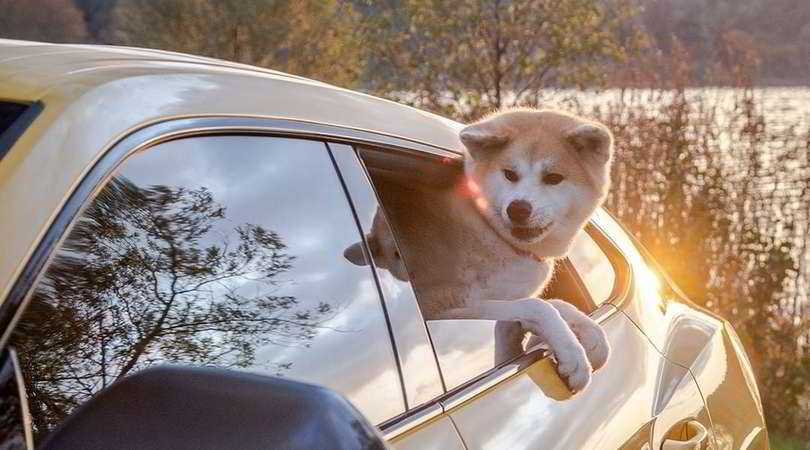 Cuccioli in Lamborghini: il dolce lato delle supercar FOTO